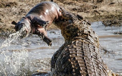 Crocodile Plays With Its Young Hippo Calf Prey Caught In Its Jaws