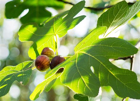 Pick 6 delicious varieties from this unusual tree! In Brooklyn, an Abundance of Fig Trees - The New York Times