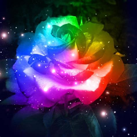 Rainbow Rose Rainbow Roses Rainbow Galaxy Rose Wallpaper