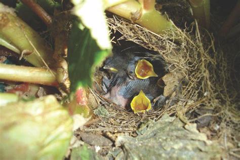 What To Do If A Baby Bird Or Nest Falls From Its Proper Place