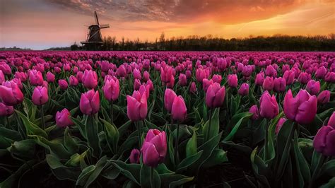 Tulips Flowers Dutch Spring Wallpapers Wallpaper Cave