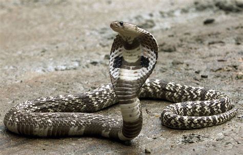 Escaped 8 Foot King Cobra Sets Off Panicked Search In