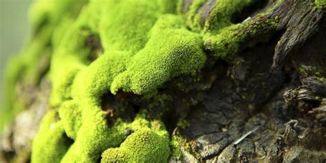 Mosses And Lichens Are Both Simple Organisms Weve All Seen Growing On