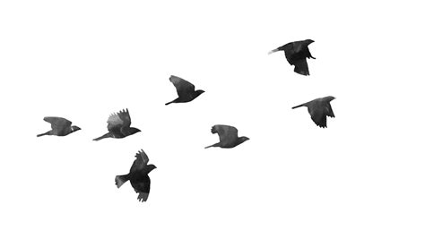 Flock Of Flying Bird Png High Quality Image Png All Png All