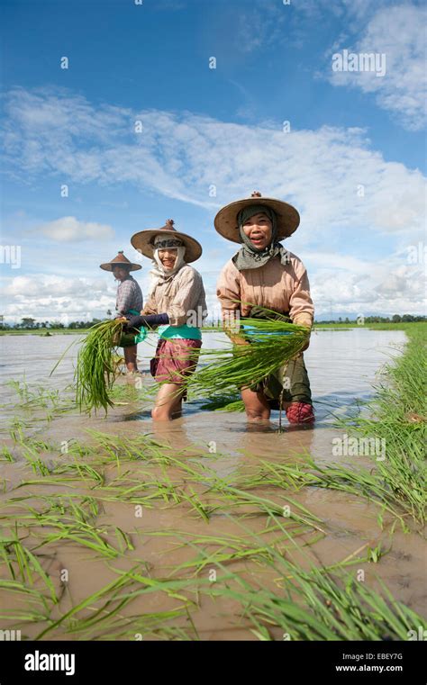 Traditional Asian Farmers Working In Rice Field Of Myanmar Stock Photo