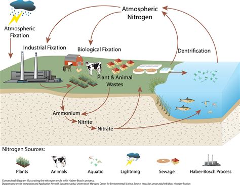 The nitrogen cycle with Haber-Bosch process | Media Library ...