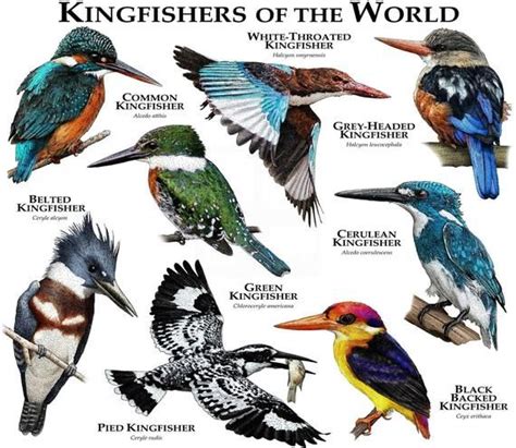 What Are The Different Types Of Kingfisher Birds Bird Baron