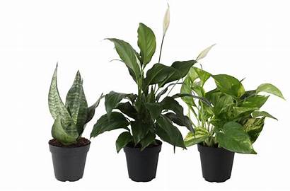 Plants Indoor Walmart Varieties Benefits