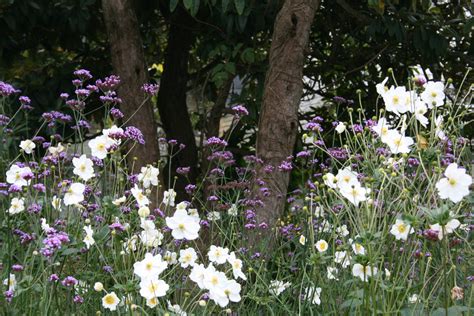 Verbena Bonariensis Ballyrobert Gardens