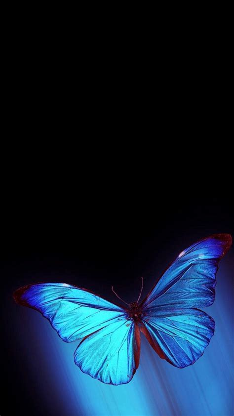 Iphone Wallpaper Hd Blue Butterfly 2020 Cute Wallpapers