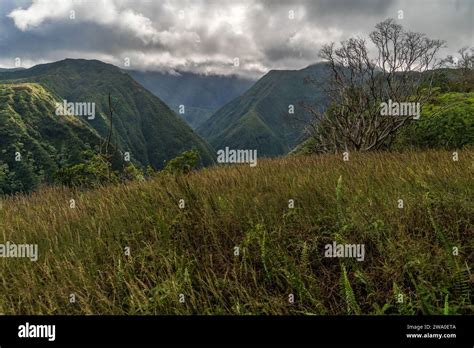 The verdant hills of Maui enveloped in mist, a tranquil escape into