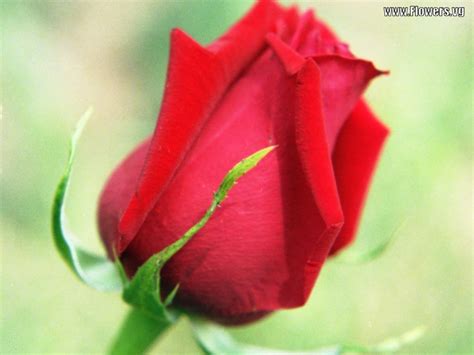 Beautiful Red Flowers Wallpapers Latest News