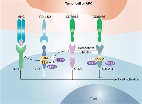 Mechanisms Of Inhibition Of T Cell Activation Induced By Ctla And