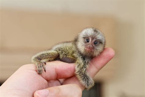 11 Of The Smallest Mammals In The World