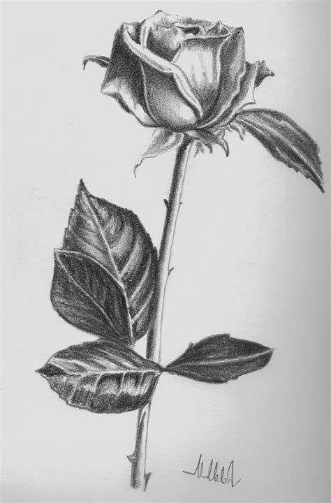 nice drawings of roses simple rose drawings in black and white dibujos de colorear