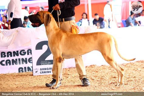 Bangalore Dog Show 2016 118 Dog Shows