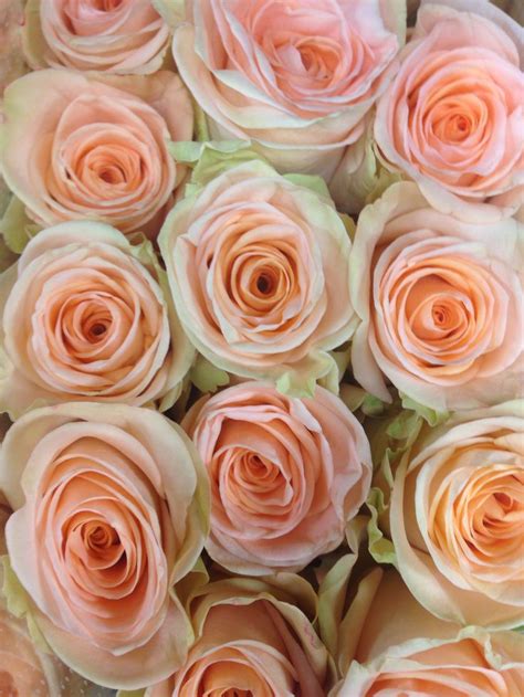 Tiffany Roses With Peach And Green Tint Roses Peach
