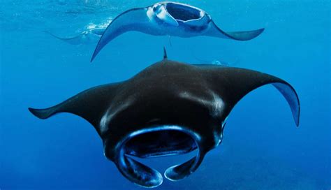 Massive Manta Ray Bust Blows Lid Off Indonesias Wild Trade The Dodo
