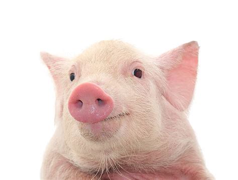 Royalty Free Pig Nose Pictures Images And Stock Photos Istock