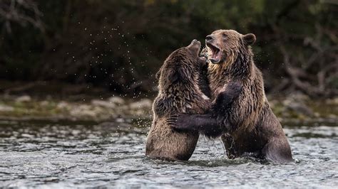 Visit The Great Bear Rainforest • British Columbia Magazine