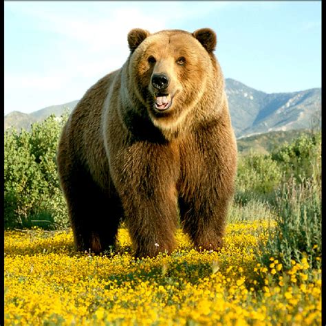 Big Bear Aav