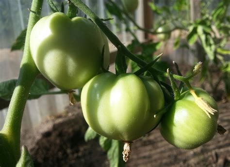 Trouble In Tomato Land Why All The Green Tomatoes Wsu Insider