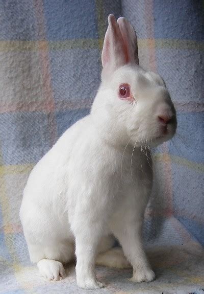 Red Eyed White Polish Rabbit Sprite Flickr Photo Sharing