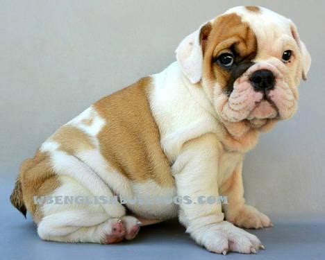 View english bulldogs currently available for adoption from lone star bulldog rescue in texas tx. Adorable English Bulldog puppy "TINKERBELLE" for Sale in ...