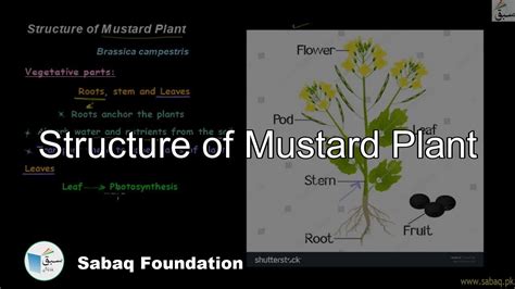 Structure Of Mustard Plant Biology Lecture Sabaqpk Youtube