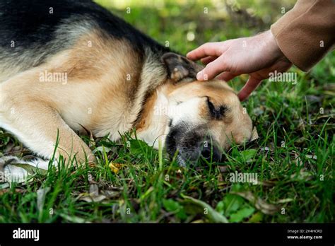 A Mans Hand Strokes A Lying Sick Dog Stock Photo Alamy