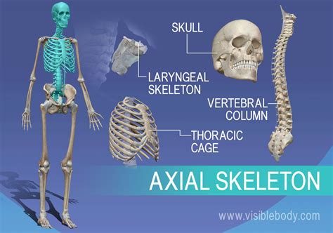 Axial Skeleton Skull Worksheet