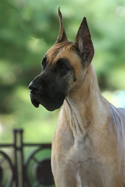 She is well socialized and will make a great family member. Kemac Great Danes - The Next Generation Of Distinguished ...