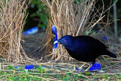 Los nidos más asombrosos del mundo animal Cute animals Animals Male bird