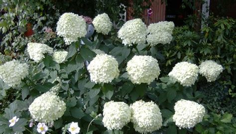 Soil and planting needs for hydrangea bushes. Old Fashioned Flowering Shrubs | Garden Guides