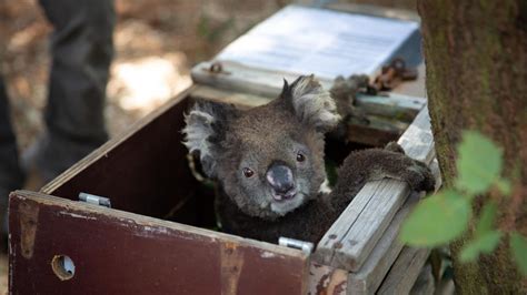 Rescued Koalas On The Road To Recovery Au — Australias