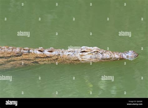 Nile Crocodile Crocodylus Niloticus Madagascar Stock Photo Alamy