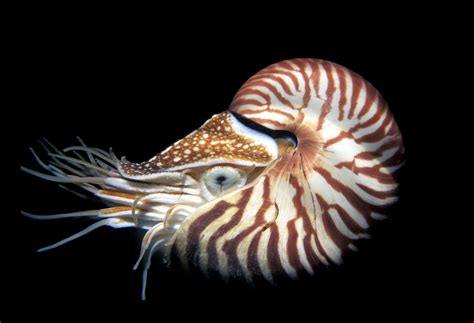 Nautilus Dive With With Images Deep Sea Creatures