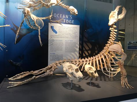 Elephant Seal Skeleton And Skulls California Academy Of Sciences Sf