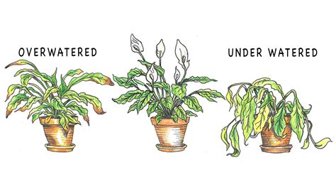 Signs Of Over Watered Houseplants 2 The Plant Guide
