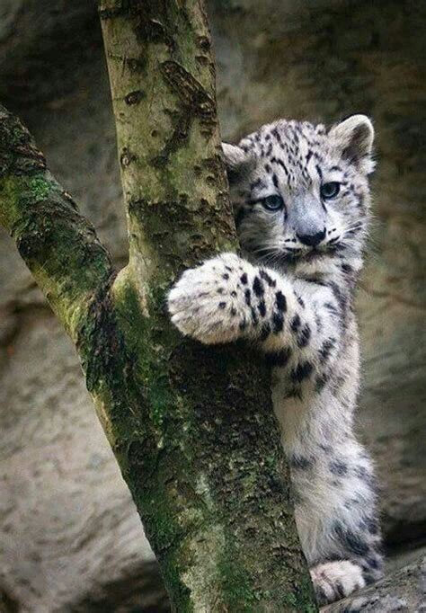 Snow Leopard Beautiful Pinterest