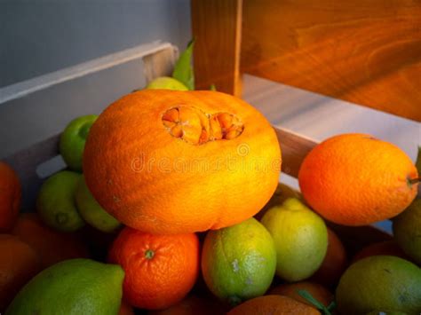Shot Of A Group Of Oranges Lemons Limes And Mandarins Stock Image