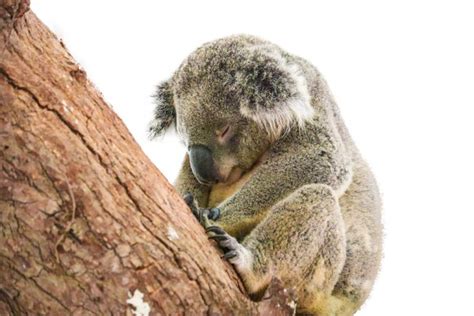 Koala Genome Data Released In Push To Protect Vulnerable Species Vet