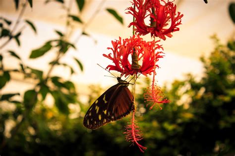 Wallpaper Sunlight Leaves Depth Of Field Nature Red Butterfly