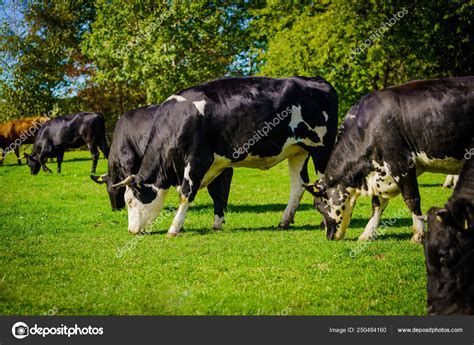 Group Of Cows In Grassland Panorama Stock Photo Ewastudio