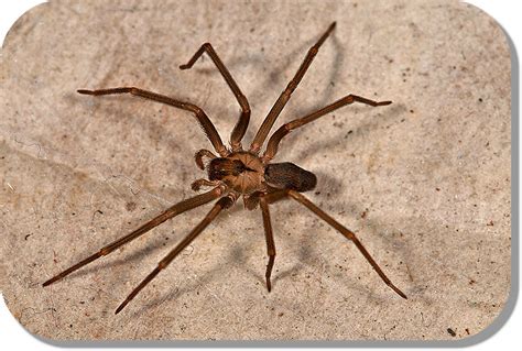The Brown Recluse Spider Legend Of Wenatchee Home And Pest Inspections NCW Home Inspections