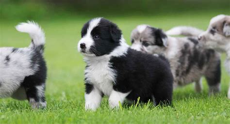 Miniature Border Collie Would This Mini Be Right For You Collie