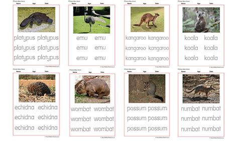 Vocabulary Worksheets Tracing Names Of Australian Animals Aussie