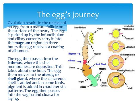 Ppt Avian Reproductive System Powerpoint Presentation Free Download