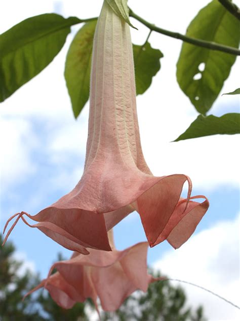 Versicolor Ecuador Pink Angel Trumpet Plant Brugmansia Urban Perennials