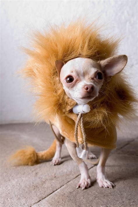 Chihuahua Costume Ideas Pets Lovers